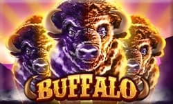 Buffalo